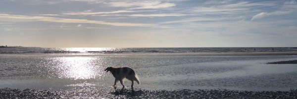 wolloch Profile Banner