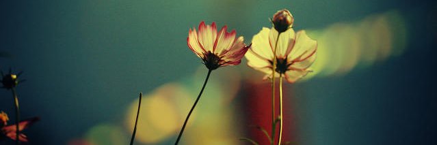 memee4438's profile banner image