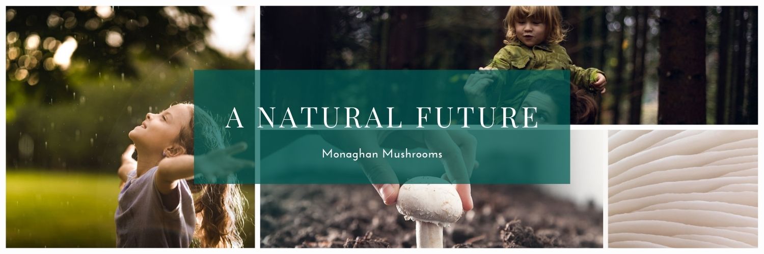 Mon_Mushrooms's profile banner image