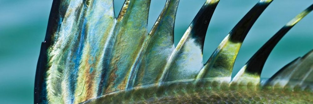 StoneFlyRX's profile banner image