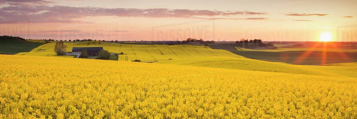 chopulator's profile banner image