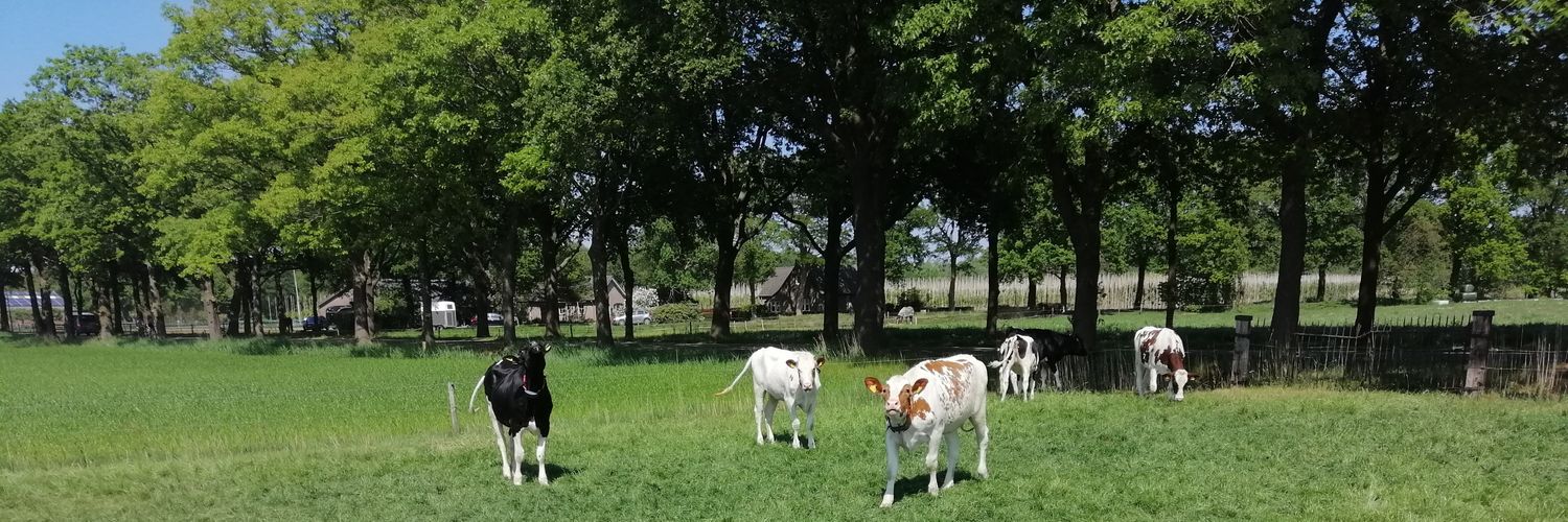 Gijs banner