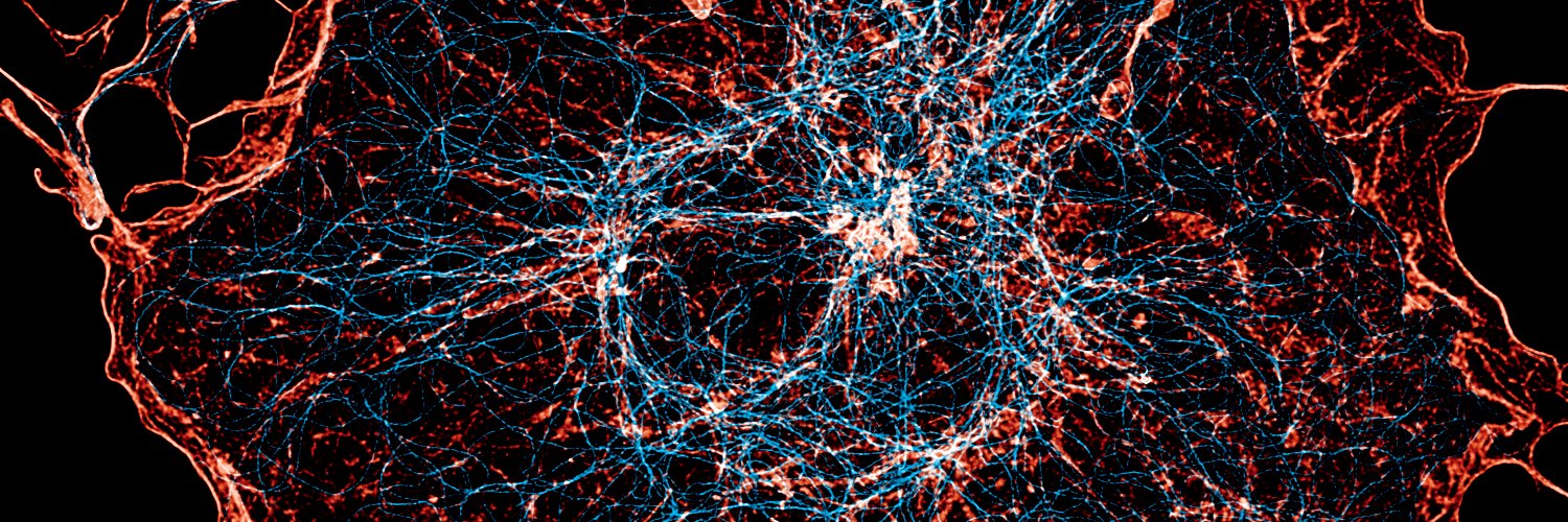 Teixeira_Neuro's profile banner image