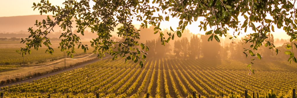 Calwinegal banner
