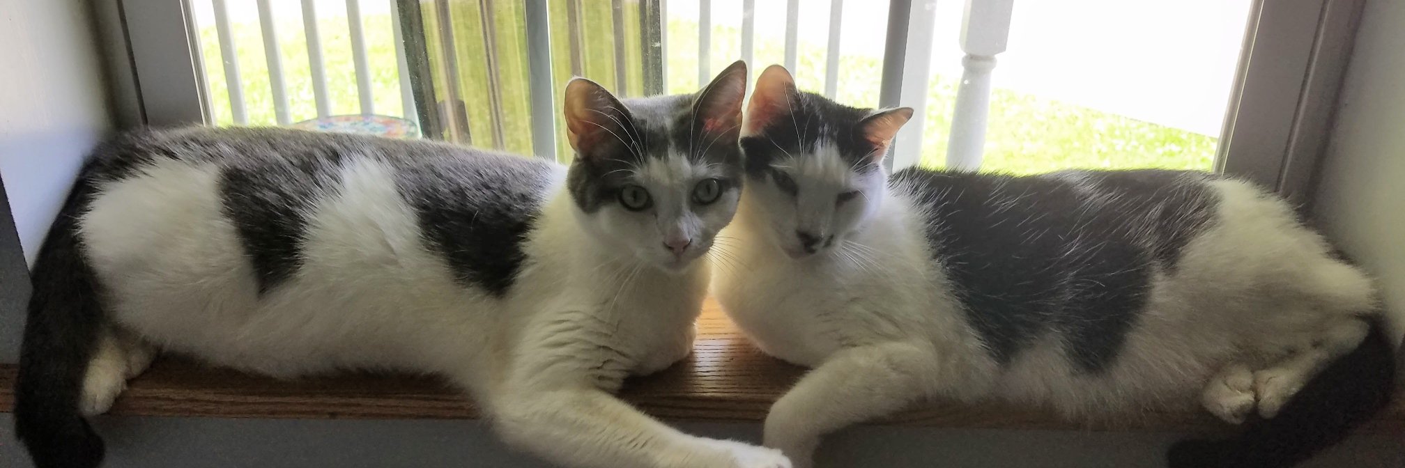 Tia D. Miller, Ed.D. banner