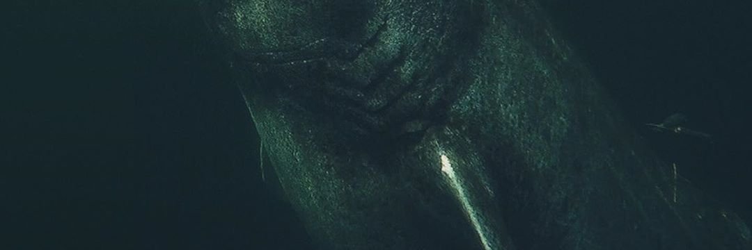 daluzcaio's profile banner image