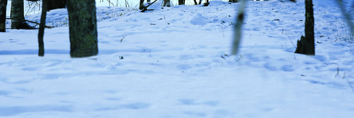 DonnaMatteorumB's profile banner image