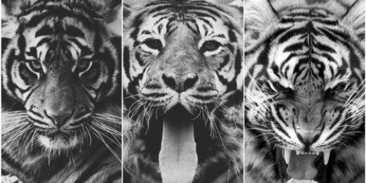 Jake banner