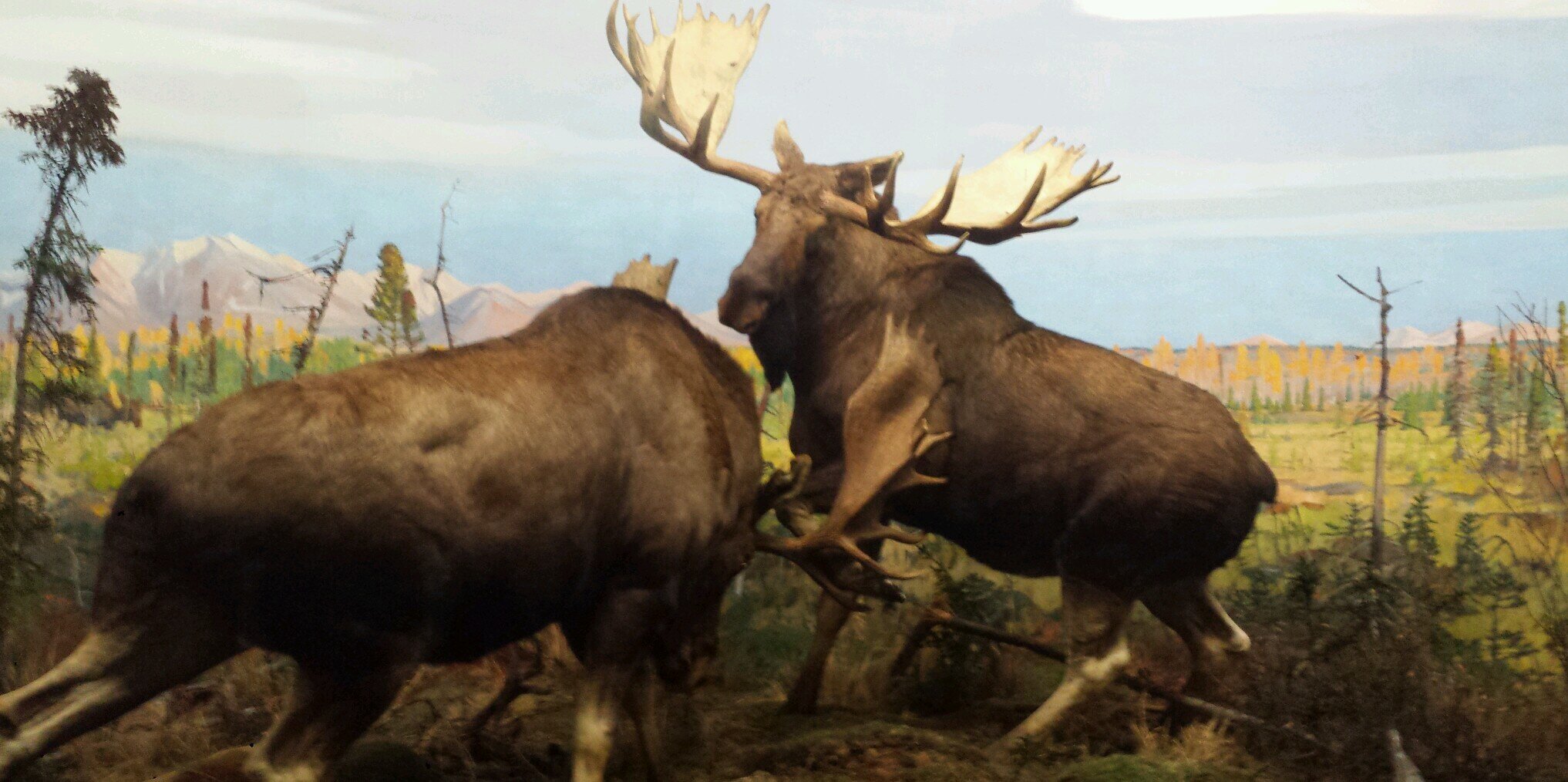 moosemanpaul's profile banner image