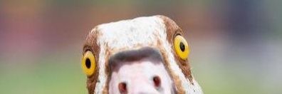temnomenaooo's profile banner image