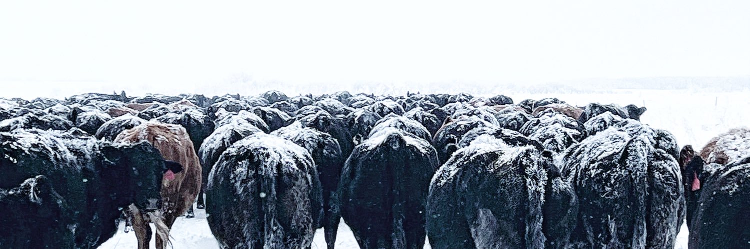 DavidsonCattle's profile banner image