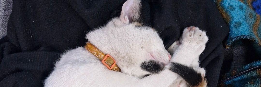 leanzambi's profile banner image