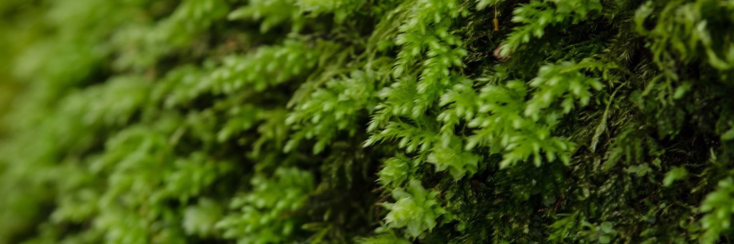 NewsJefa's profile banner image