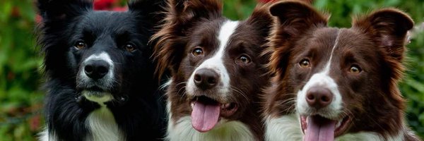 dreamworkbc Profile Banner