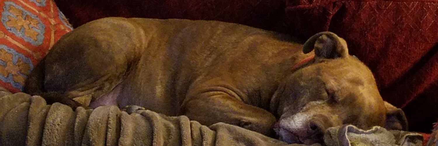 skepcat's profile banner image