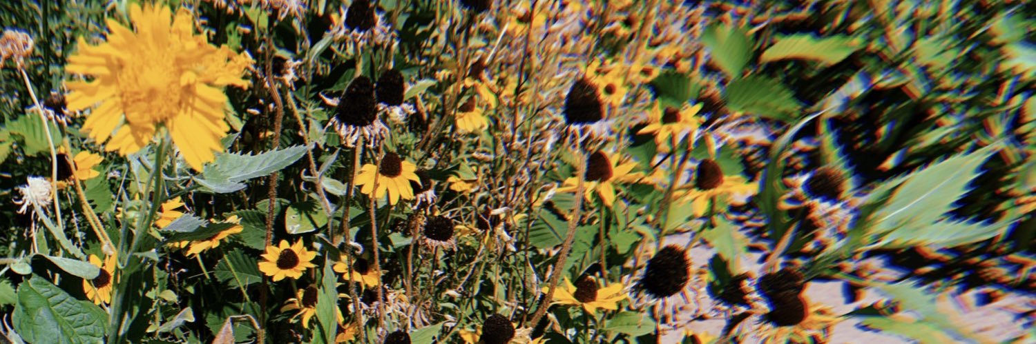 Sarah_Nicholle's profile banner image
