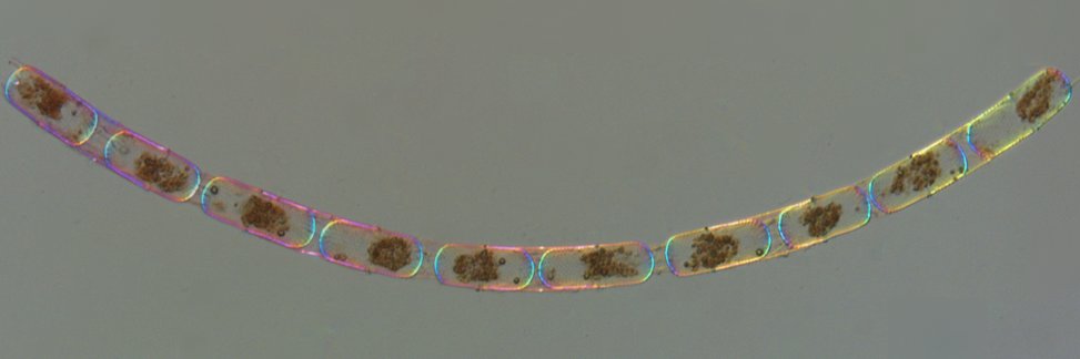 Michael Shribak banner