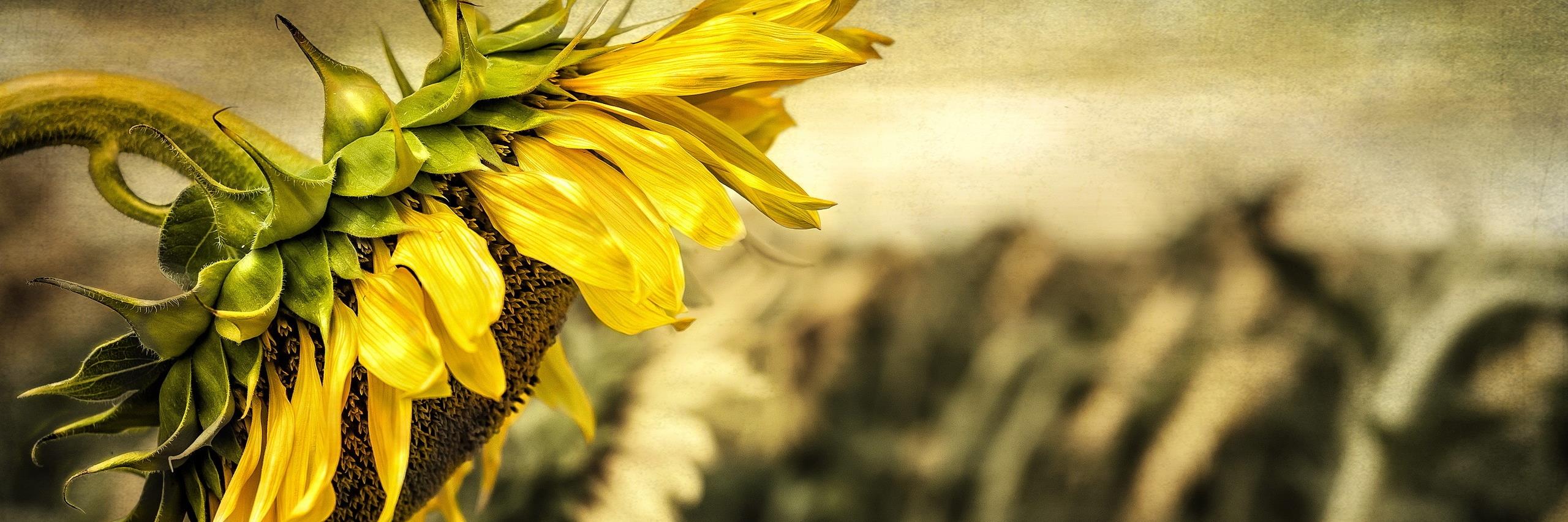 Innocencja's profile banner image