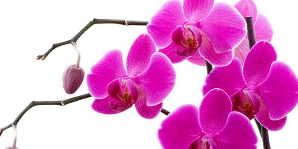 butyaikina's profile banner image