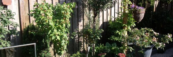 emvroomen Profile Banner