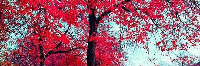 Al_Lex26's profile banner image