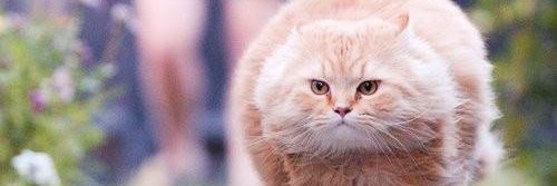 Tinh 🇨🇵🇻🇳 banner