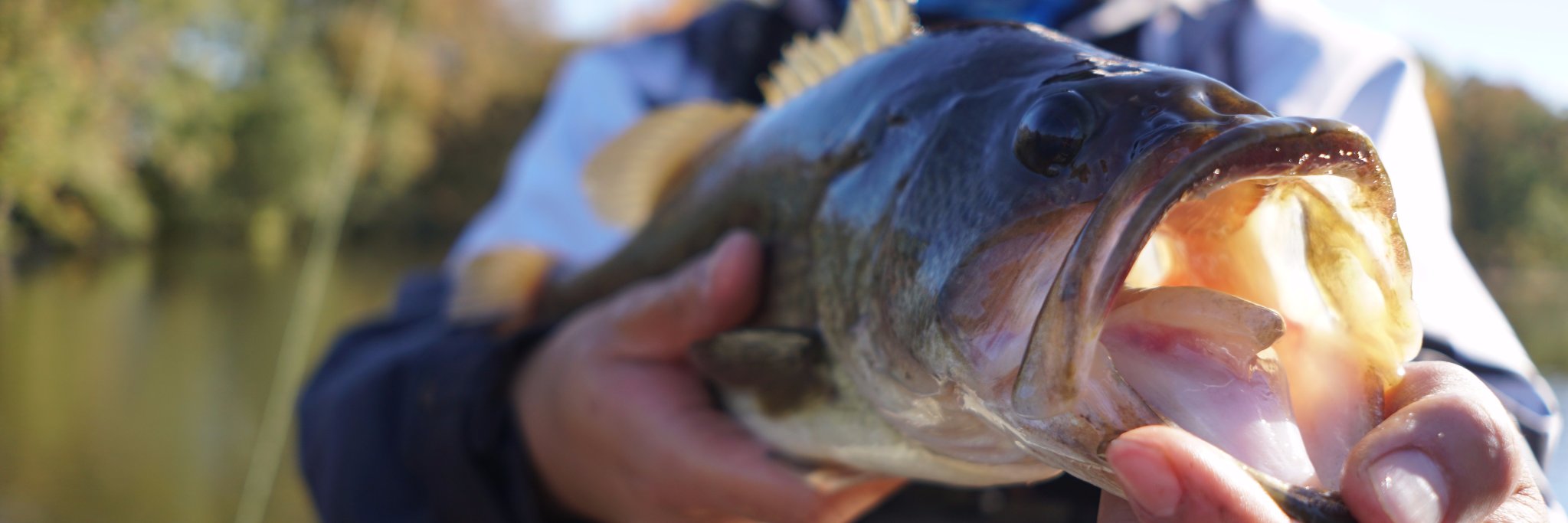 rawrfishing's profile banner image