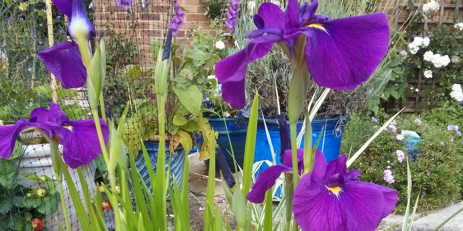 Elizabeth W 💙🇪🇺 banner