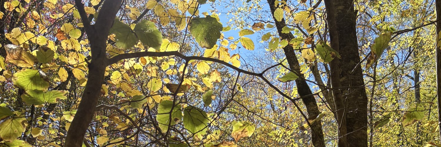Susanbihl's profile banner image