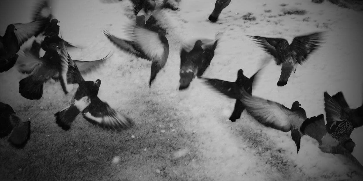 Pigeonine's profile banner image