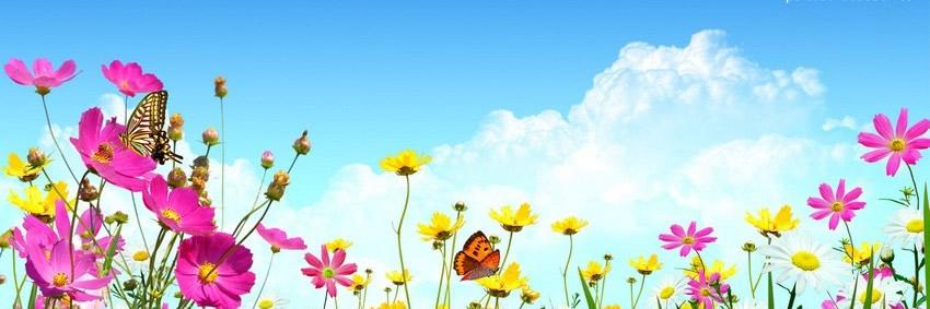 midalocania's profile banner image