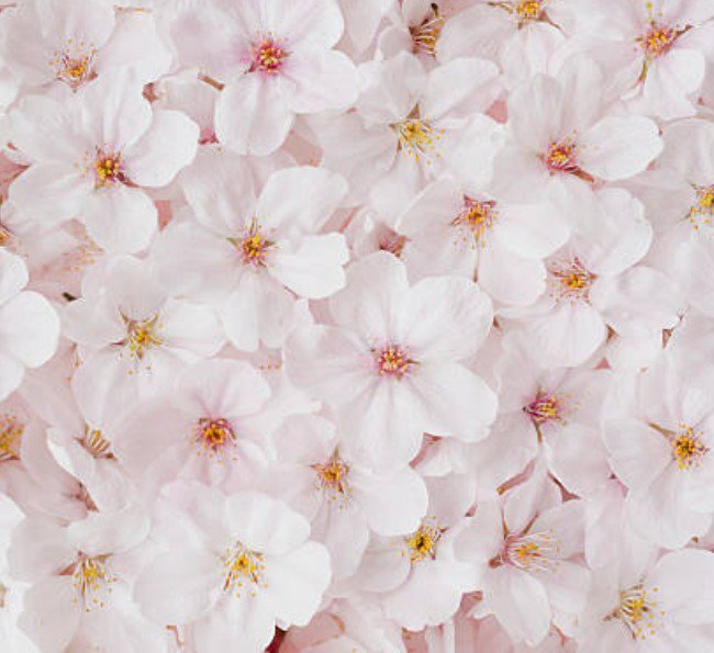 nobara238's profile banner image