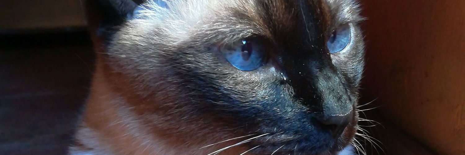 maariraus's profile banner image