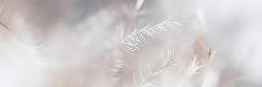 toteat's profile banner image
