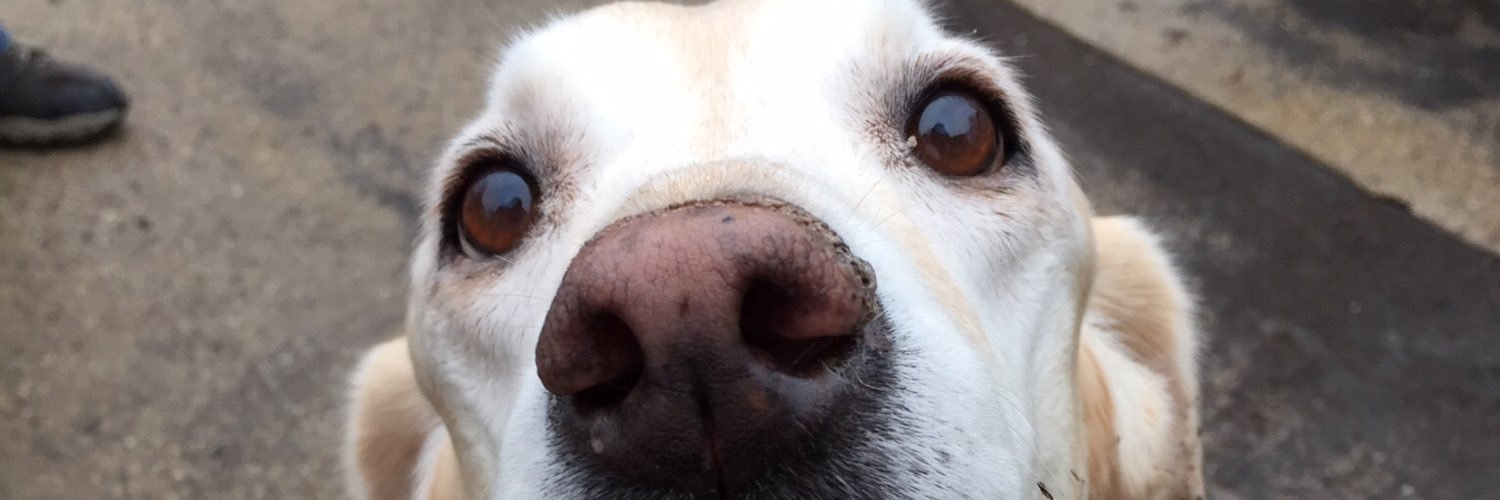 dorciemae's profile banner image