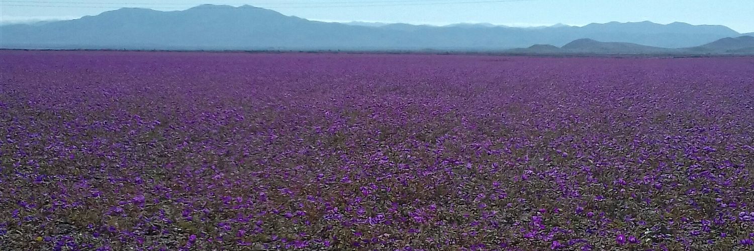 varinia25mg's profile banner image