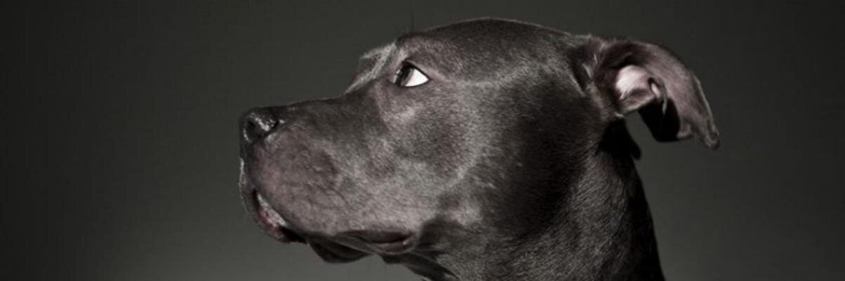 whoucallinbully's profile banner image