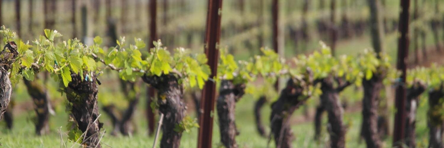Longplay Wine banner