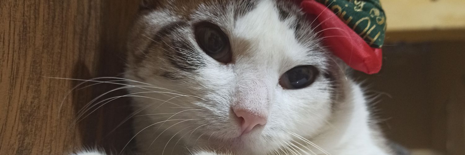 julitneves's profile banner image