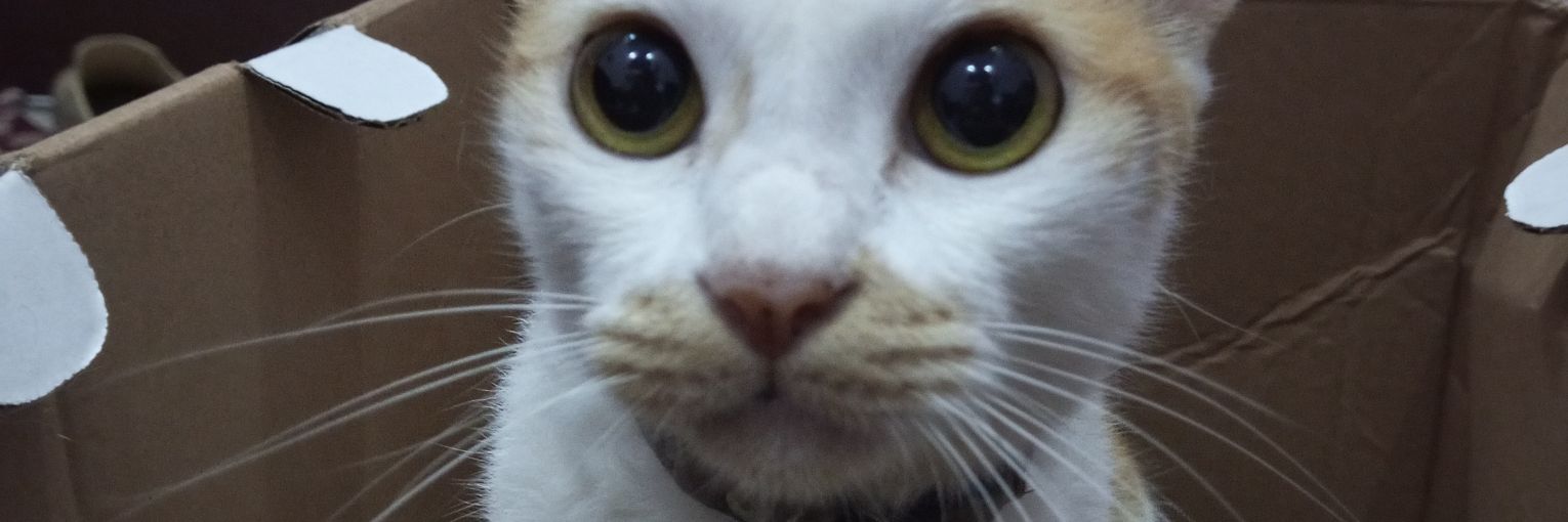 FarrasChan's profile banner image