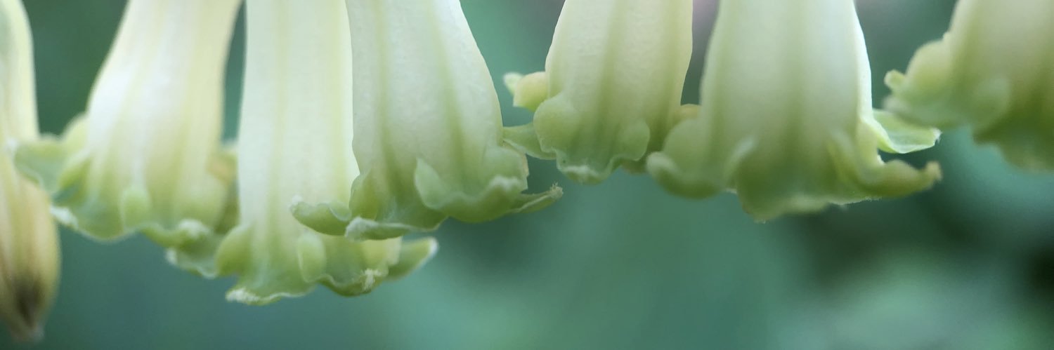 Sally Gardner banner