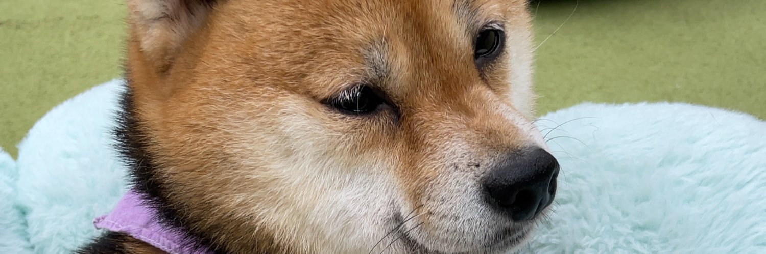bunndoki2000's profile banner image