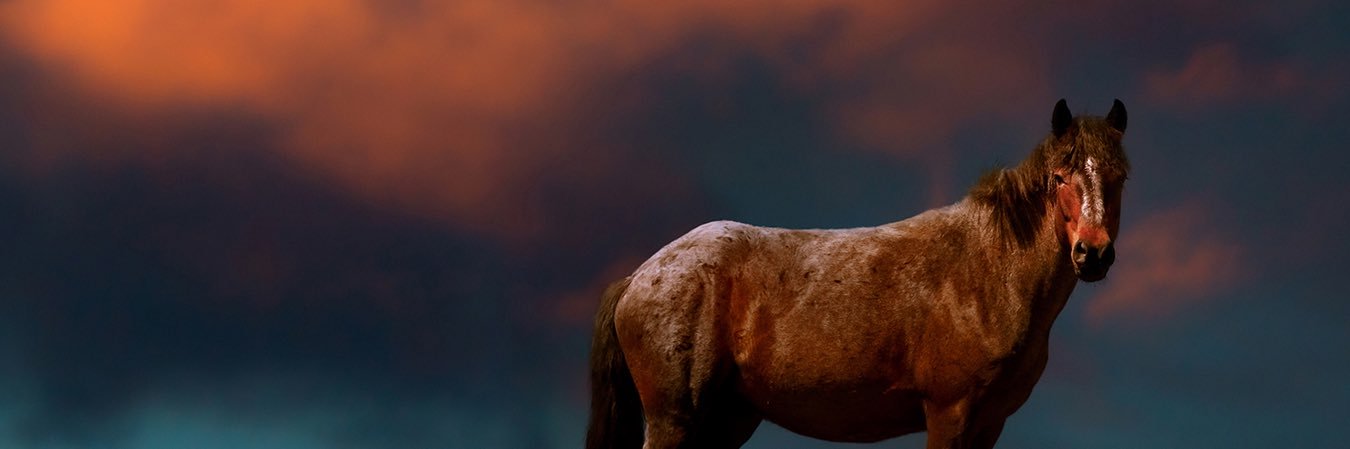 flisci's profile banner image