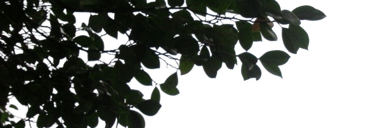 I42Riyo's profile banner image