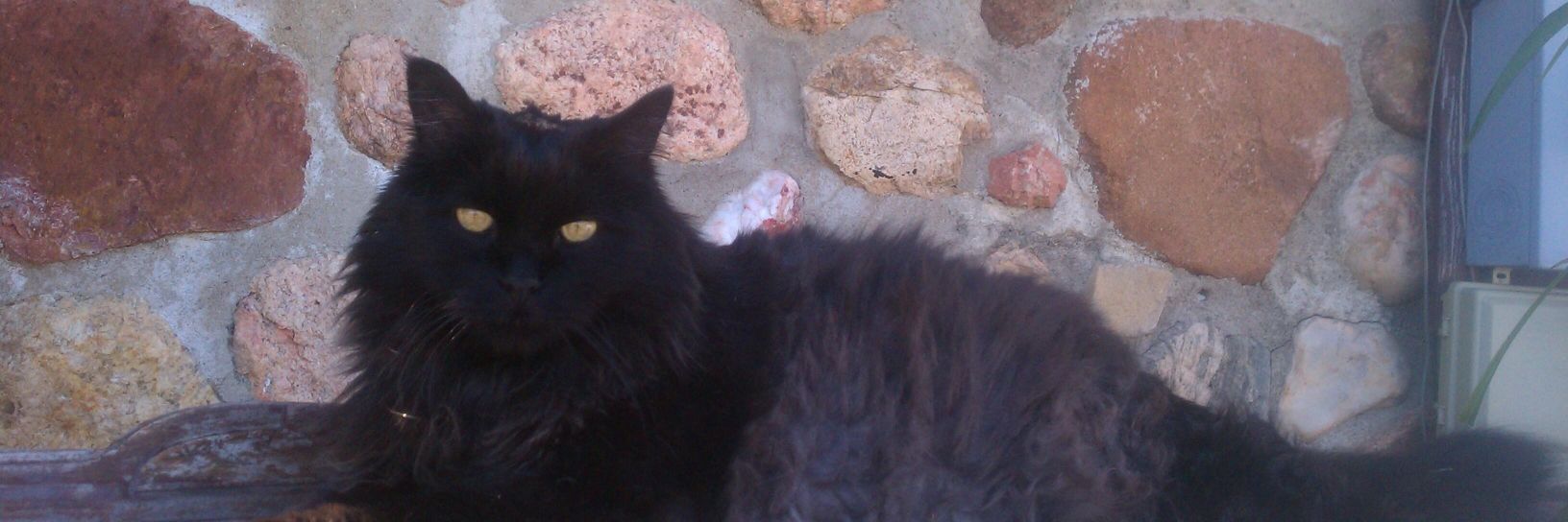 Peppermint  Patti banner