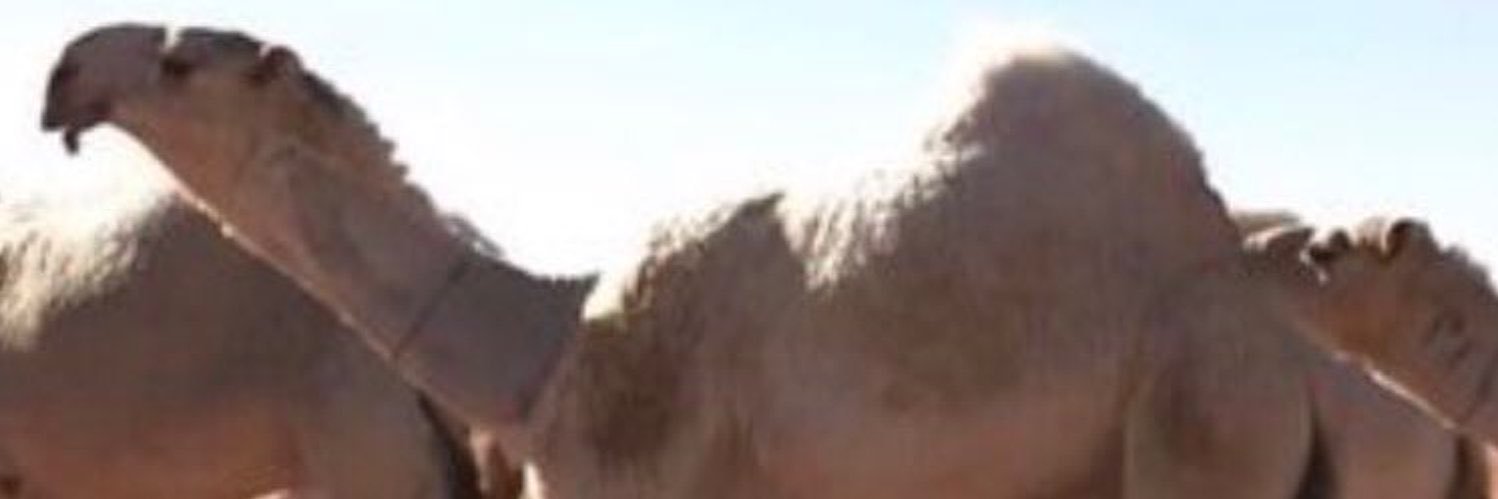 AlmorikySaleh's profile banner image