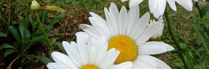 DindaaSfia_'s profile banner image