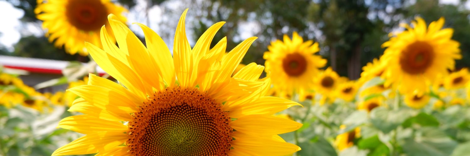 BaifernRAT's profile banner image
