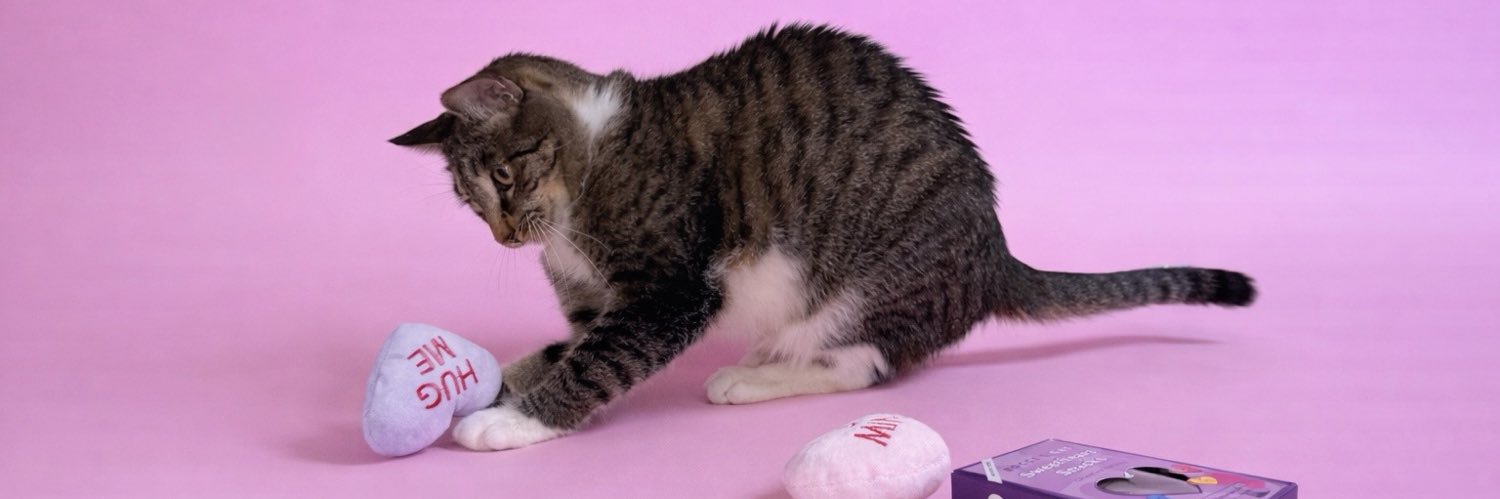 Brittany Bernstein banner