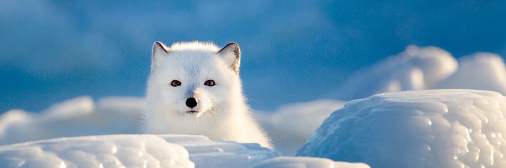 Midnight_Fox's profile banner image